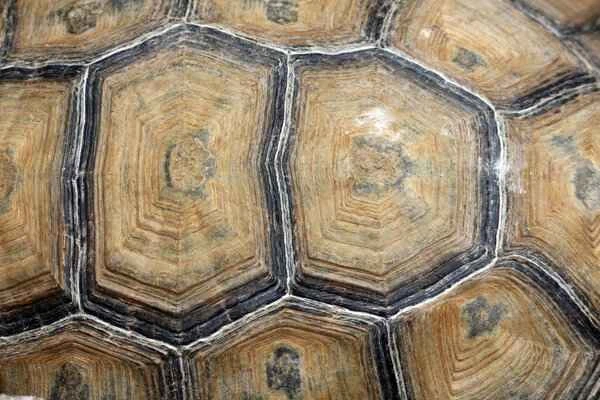 Excessive discharge and itching of the glans penis