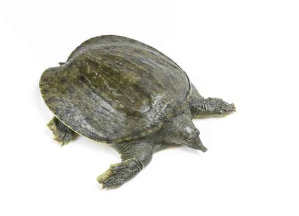 Can Piyanping (a topical anti-inflammatory cream) treat itching of the glans penis?