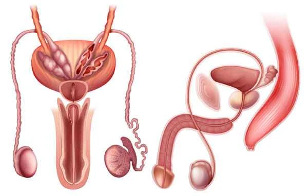 Can a blocked vas deferens cause ejaculation?