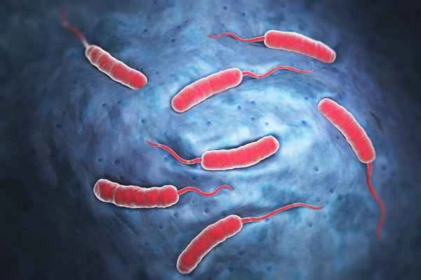 Chronic bacterial prostatitis is contagious