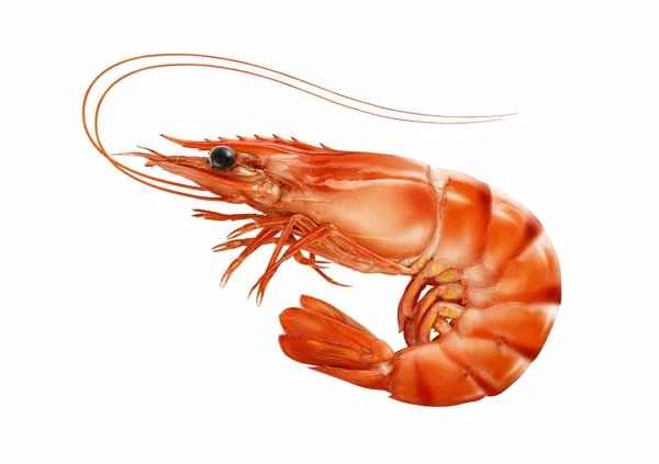 Can people with prostatitis eat shrimp?