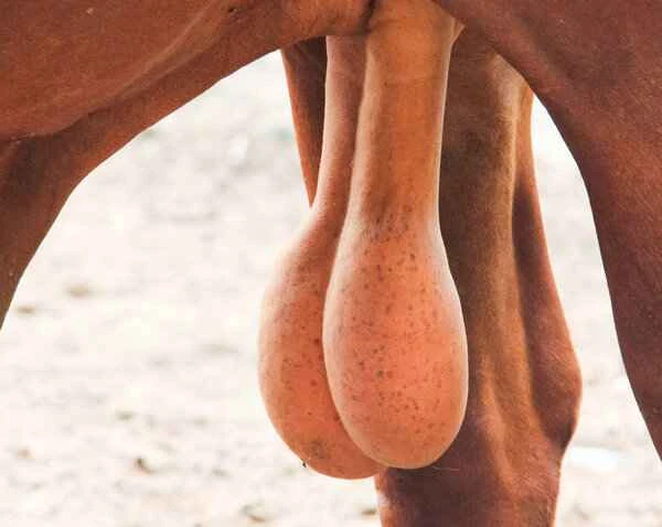 What else is in the scrotum besides the testicles?