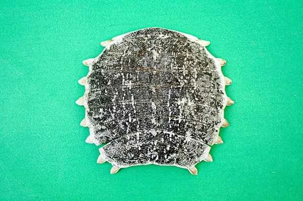 Is it okay to apply iodine solution for itchy glans penis?