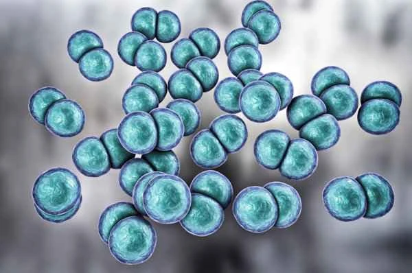 Can prostatitis be transmitted to the opposite sex?