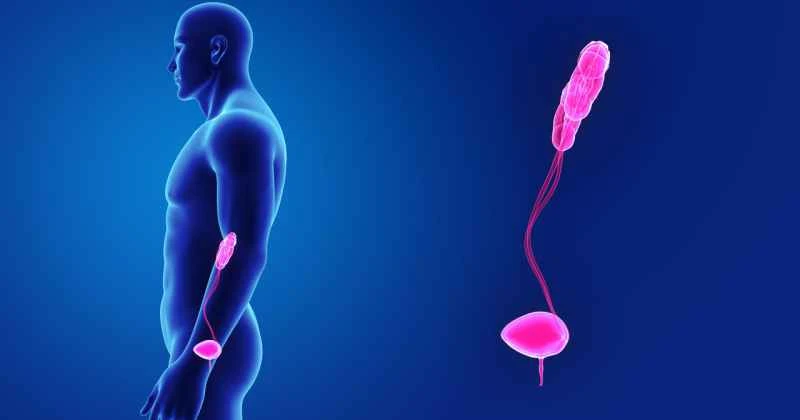 What are the symptoms and dangers of bacterial prostatitis in women?