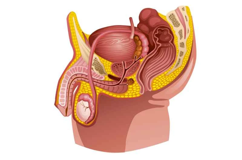 Can chronic prostatitis be transmitted to the other person?
