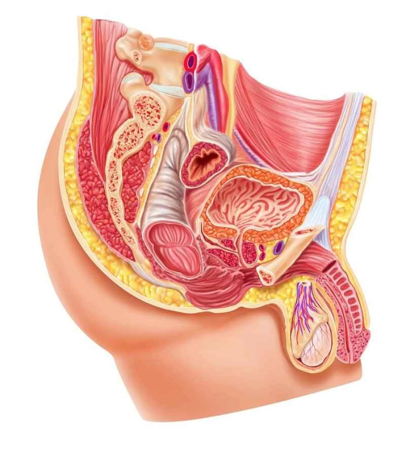 Symptoms of chronic prostatitis