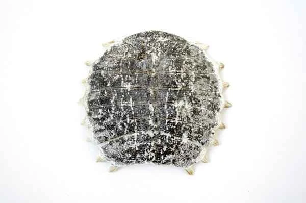 Intermittent itching of the glans penis